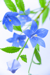 _U2Q8314-2.jpg